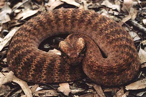 Top 10 Highly Dangerous Snakes Of Australia