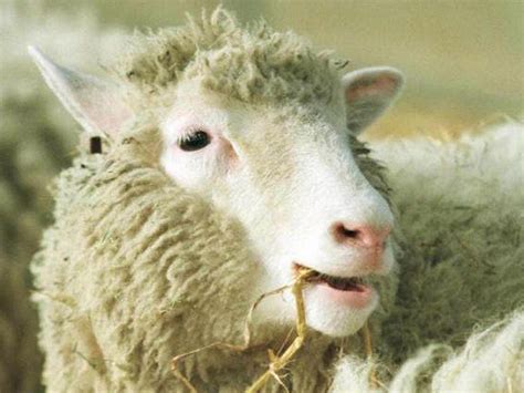Dolly The Sheep 15 Years After Her Death Cloning Still Has The Power