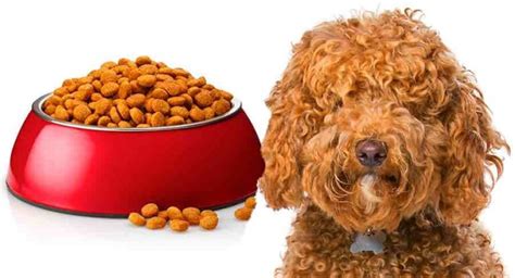 How To Feed A Labradoodle The Best Possible Diet