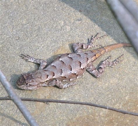 Sceloporus Undulatus Eastern Fence Lizard More Below Flickr