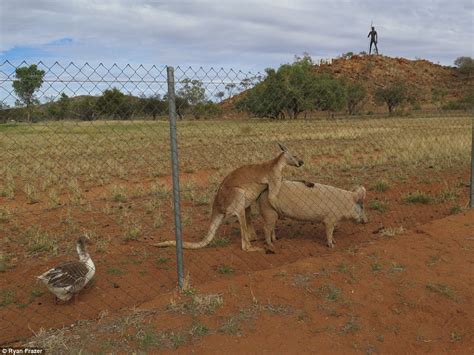 It Was A Love Story That Baffled The World A Pig And A Kangaroo Caught