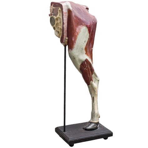 Anatomical Model Of Cow Leg At 1stdibs