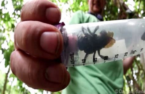 World S Biggest Bee Once Thought Extinct Has Been Found Alive