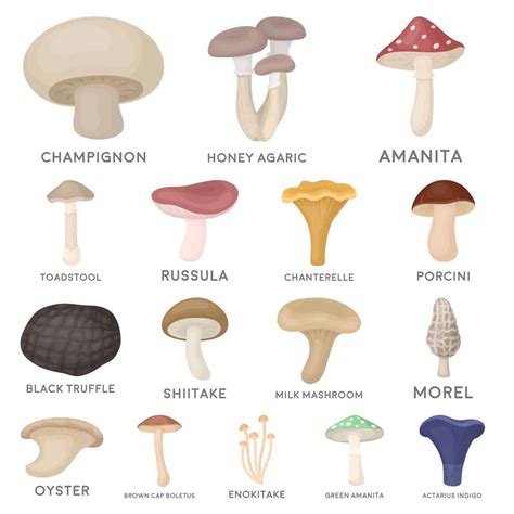 Common Edible Mushrooms
