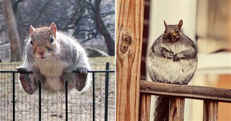 Fat Squirrels That Love To Stuff Their Faces
