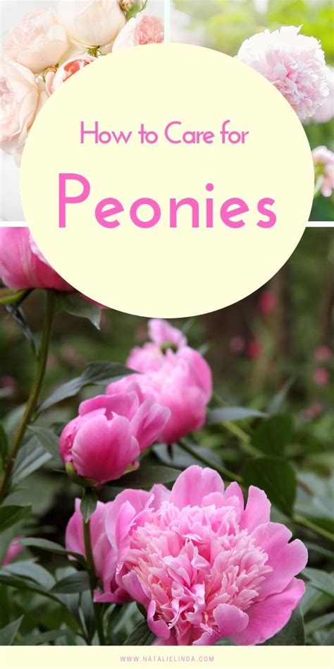 How To Plant And Care For Peonies Natalie Linda Peony Care Growing