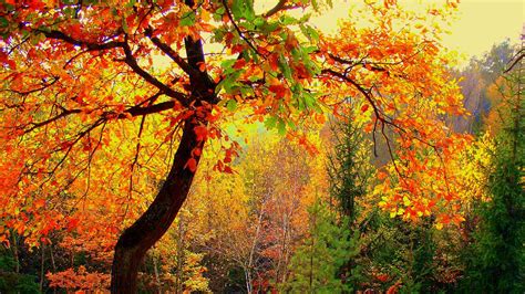 Download Wallpaper 2048x1152 Autumn Forest Trees Landscape Ultrawide