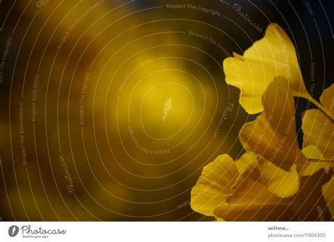 Gingko Gold Autumn Ginko A Royalty Free Stock Photo From Photocase