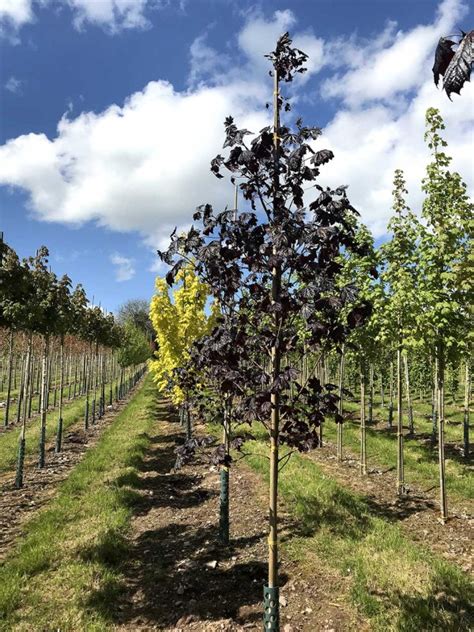 Acer Platanoides Royal Red Norway Maple Nangle And Niesen Wholesale