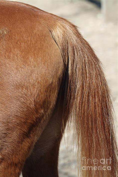 A Horses Ass Photograph By John Van Decker Pixels