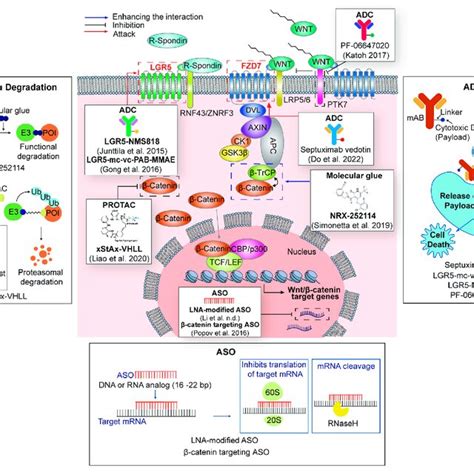 Targeting Wnt Signaling Pathway By The Latest Technologies Catenin Download Scientific