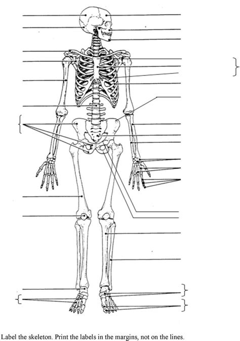 Label The Skeleton Worksheets Answers