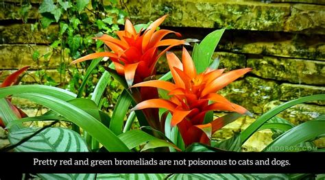 Are bromeliads poisonous to cats or dogs? Are Poinsettias Poisonous To Cats? Complete Veterinary ...
