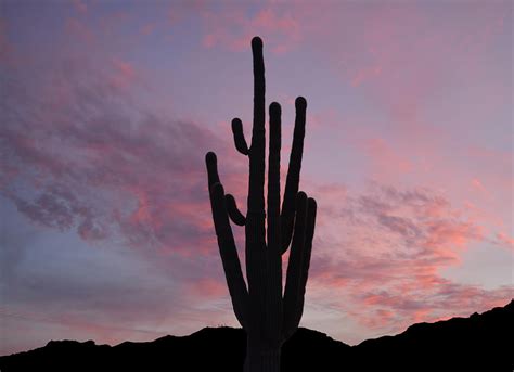 Saguaro Sunset Photograph By Aimee L Maher Alm Gallery Pixels