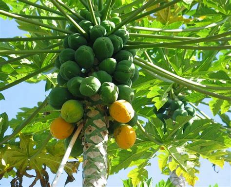 Papaya Solo Hawaiian Tropical Fruit Tree Ebay