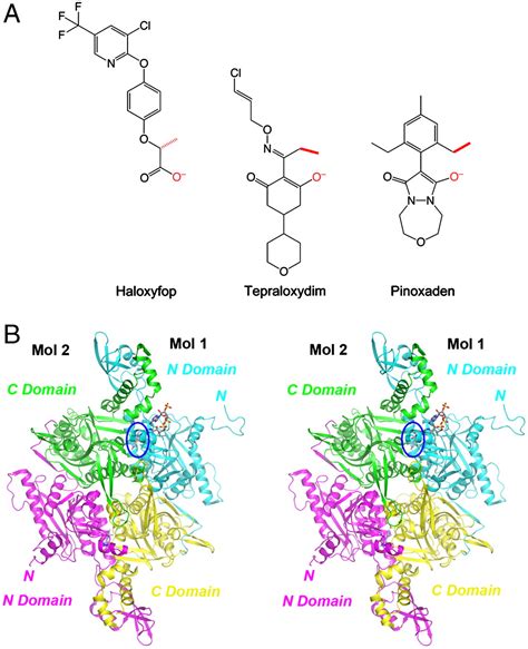 Mechanism For The Inhibition Of The Carboxyltransferase Domain Of