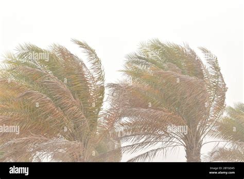 Hurricane Palm Tree Hi Res Stock Photography And Images Alamy