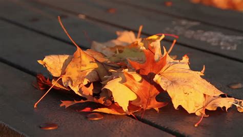 Autumn Wind Stock Footage Video 1549765 Shutterstock