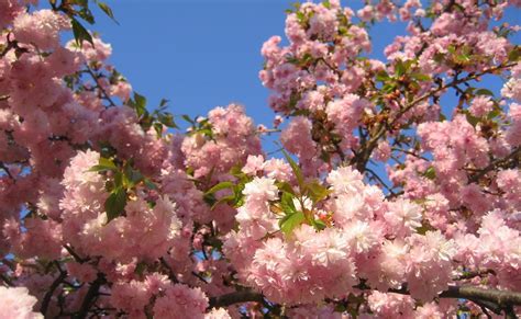 1920x1180 Blossoms Twigs Spring Sky Foliage Wallpaper