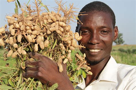 Waapp Sows Seeds Of Resilience In Senegal West Africa Agricultural
