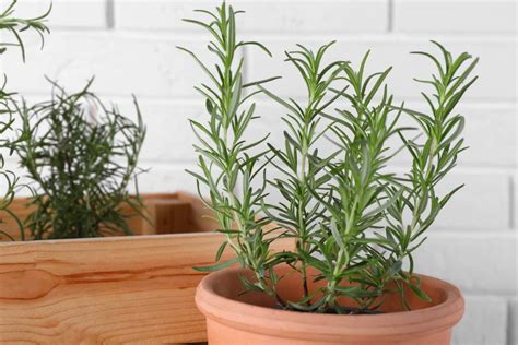 How To Grow Rosemary Indoors The Plant Guide
