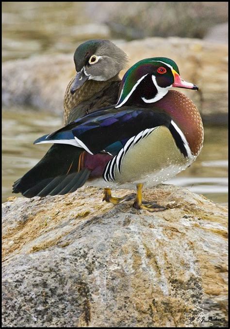 Wood Ducks North American Birds Pinterest
