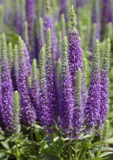 Names Of Purple Perennials Spikes
