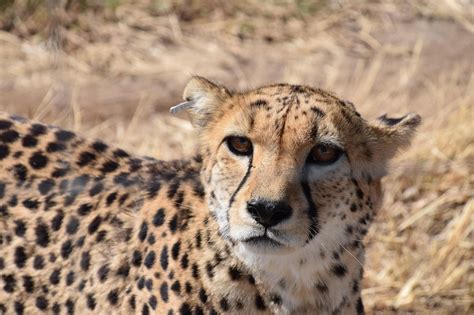 A trip to meet a cheetah in Namibia - The Washington Post