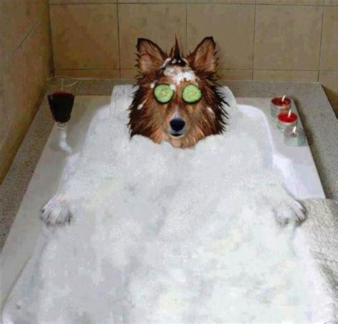 How Often Do You Bathe Your Dog Dog Forum Uk