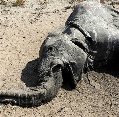 botsuana das mysteriöse massensterben der elefanten welt
