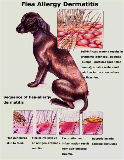 Biting and/or chewing in the hind area as well as in the tails or legs (in. Flea Allergy Dermatitis - Whitehorse Veterinary Hospital