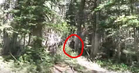 Bigfoot Evidence Seven Bigfoot Sightings Right Here