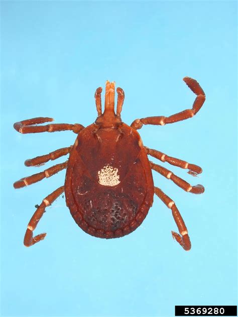 The Gulf Coast Tick Carries Another Virus Of Concern Clifftop