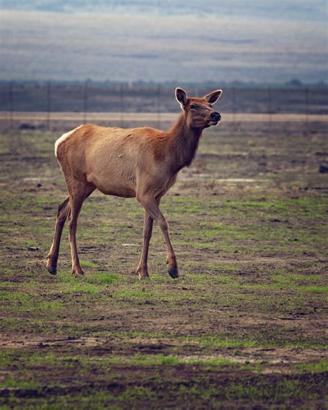 Tule Elk State Natural Reserve Visitors Guide — Flying Dawn Marie