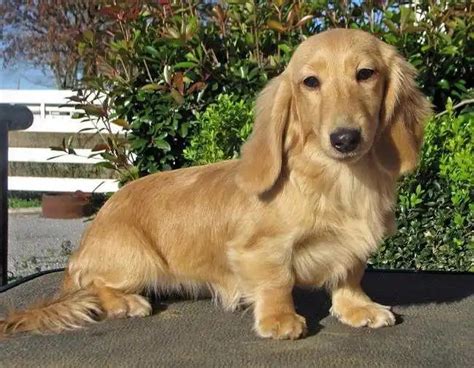 English Cream Long Haired Dachshund Puppies For Sale Petsidi