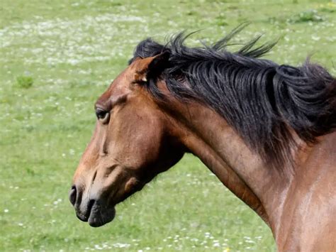 Why Horses Pin Their Ears Back What They Are Signaling