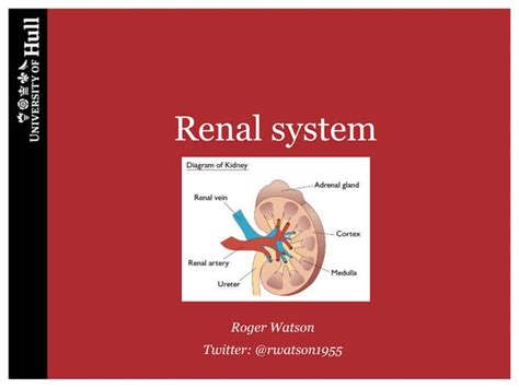 Renal System Ppt