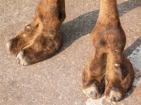 Photos Camel Hooves Hooves On The Paws Of A Camel Close Up — Stock