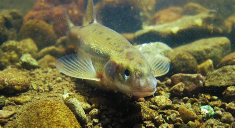 The Mohale Maloti minnow population under threat from dams