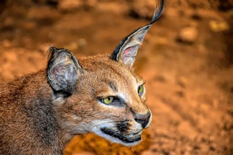 The Caracal Cat A Distinctive Wild Cat Found In Middle East India