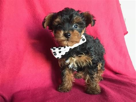 This sweet f1 yorkie poo puppy is looking for a loving furever home! Yorkie-Poo puppy for sale in EAST EARL, PA. ADN-51368 on ...