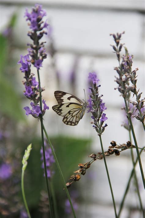 lavender varieties  love sa garden  home