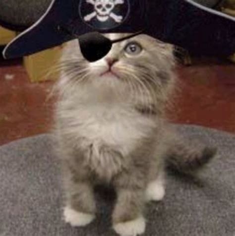 Top 10 Plundering Cats Dressed As Pirates