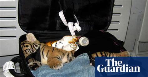 Has Exotic Animal Smuggling Got Out Of Hand Endangered Species The