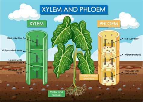 Diagram Showing Xylem And Phloem Plant Stock Vector Illustration Of