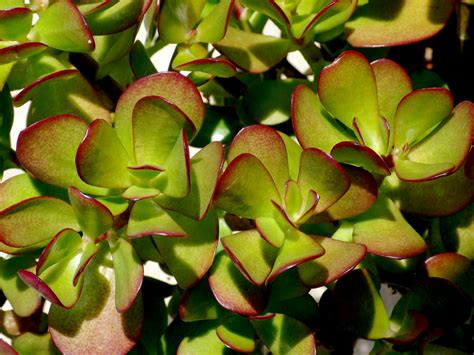 how to grow and care for a jade plant crassula ovata world of succulents