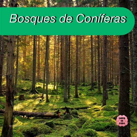 Lista 97 Foto Bosque De Coniferas Flora Y Fauna Actualizar