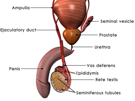 Want to use prostate massage and prostate milking to give someone a prostate orgasm? Prostate: Functions, diseases, and tests