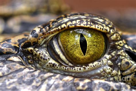 Alligator Or Crocodile Animals Eyes Photograph By Dangdumrong Pixels