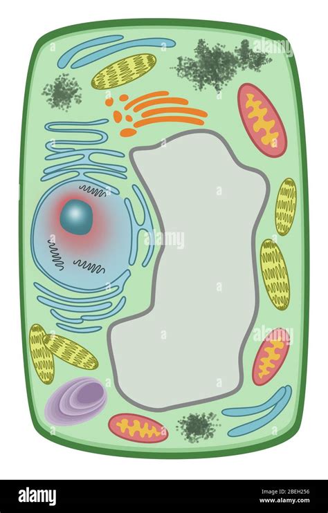Plant Cell Wall Hi Res Stock Photography And Images Alamy